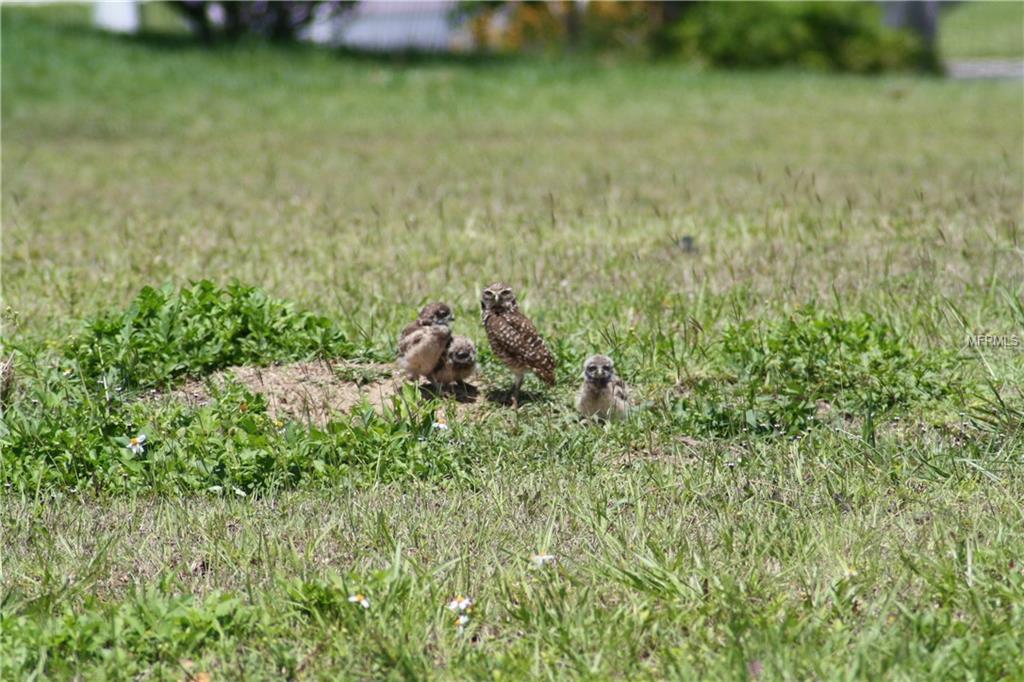 24347 MATIAS LANE, PUNTA GORDA, Florida 33955, ,Vacant land,For sale,MATIAS,C7230785