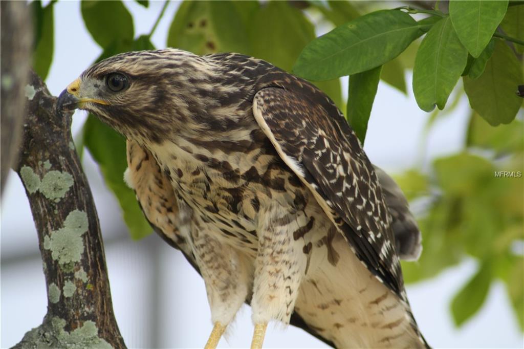 24347 MATIAS LANE, PUNTA GORDA, Florida 33955, ,Vacant land,For sale,MATIAS,C7230785