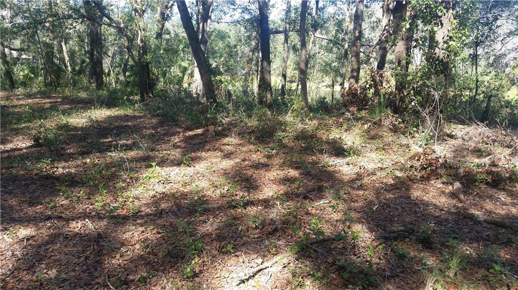 2412 WALLACE ROAD, LUTZ, Florida 33549, ,Vacant land,For sale,WALLACE,H2204300