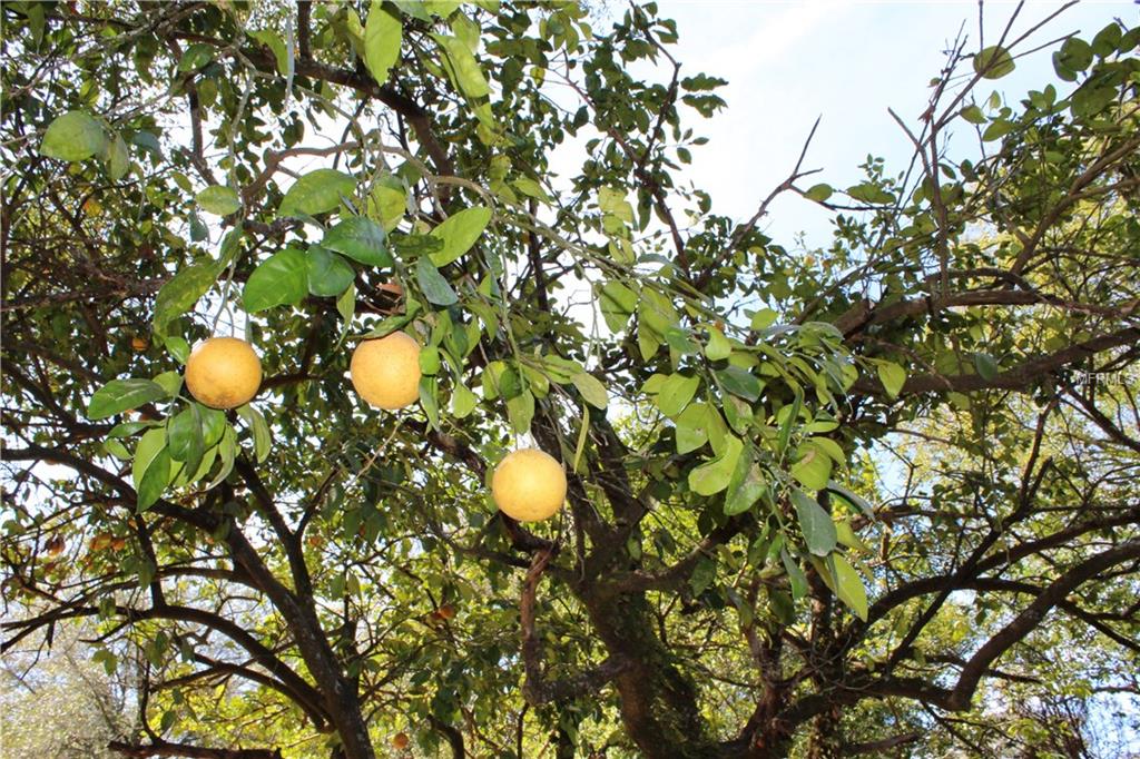 6741 23RD STREET, ZEPHYRHILLS, Florida 33542, 2 Bedrooms Bedrooms, 5 Rooms Rooms,1 BathroomBathrooms,Residential,For sale,23RD,T2924031