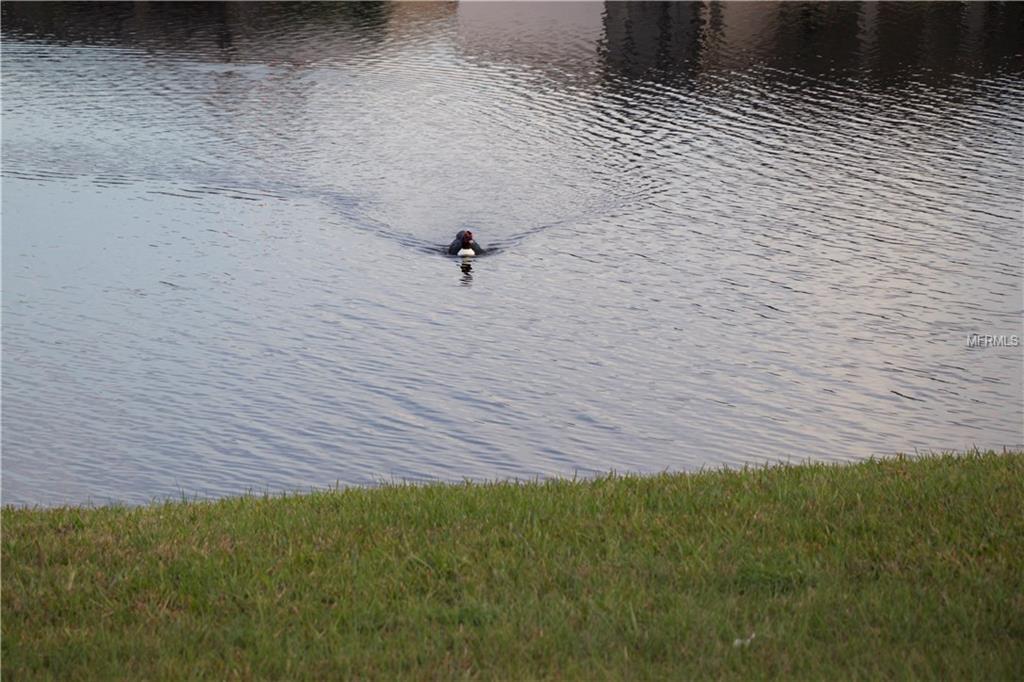 5420 CALLA LILY COURT, KISSIMMEE, Florida 34758, 7 Bedrooms Bedrooms, 9 Rooms Rooms,4 BathroomsBathrooms,Residential,For sale,CALLA LILY,O5561963