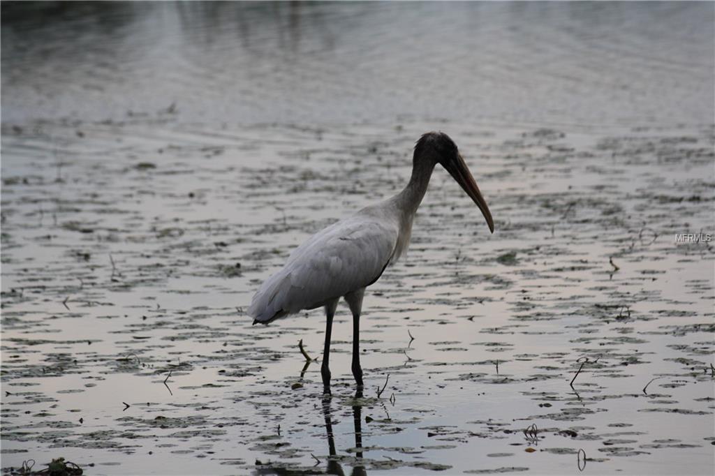 12299 ALBRECHT TERRACE, PORT CHARLOTTE, Florida 33981, ,Vacant land,For sale,ALBRECHT,C7237608