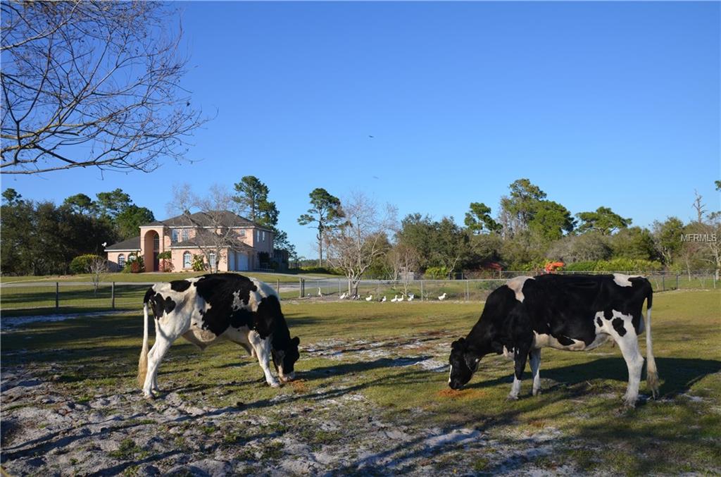 260 OWENS HARBOR ROAD, OSTEEN, Florida 32764, 5 Bedrooms Bedrooms, 13 Rooms Rooms,3 BathroomsBathrooms,Residential,For sale,OWENS HARBOR,V4716586