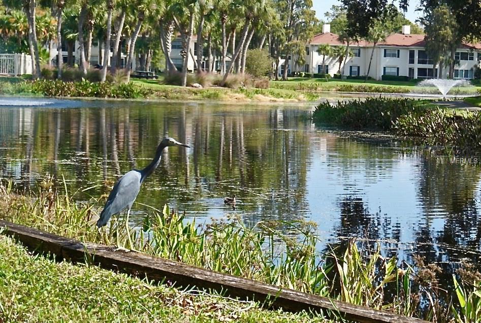 TAMPA, Florida 33618, 2 Bedrooms Bedrooms, 6 Rooms Rooms,1 BathroomBathrooms,Residential,For sale,T2913223