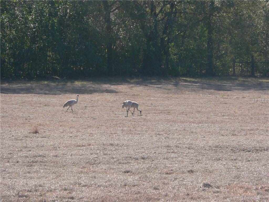 8801 JANMAR ROAD, DADE CITY, Florida 33525, 3 Bedrooms Bedrooms, 5 Rooms Rooms,2 BathroomsBathrooms,Residential,For sale,JANMAR,E2205730