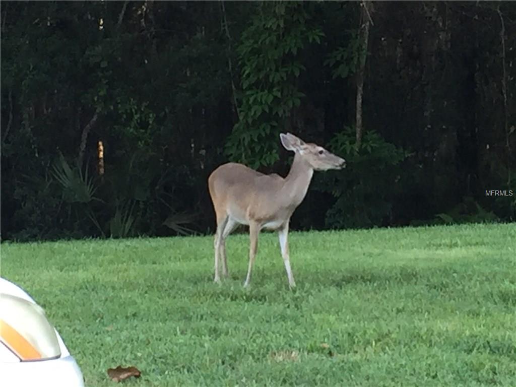 1398 SHADY PINE WAY, TARPON SPRINGS, Florida 34688, 2 Bedrooms Bedrooms, 5 Rooms Rooms,2 BathroomsBathrooms,Residential,For sale,SHADY PINE,U7846840