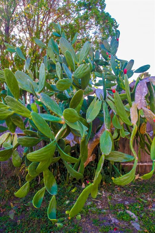 1242 KEENE ROAD, DUNEDIN, Florida 34698, 3 Bedrooms Bedrooms, 6 Rooms Rooms,2 BathroomsBathrooms,Residential,For sale,KEENE,U7834542