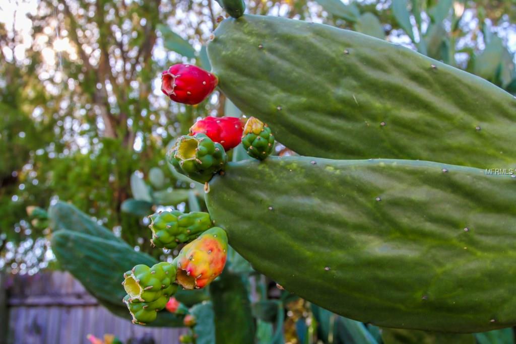 1242 KEENE ROAD, DUNEDIN, Florida 34698, 3 Bedrooms Bedrooms, 6 Rooms Rooms,2 BathroomsBathrooms,Residential,For sale,KEENE,U7834542