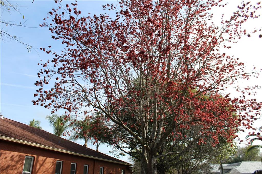 3827 REDWOOD DRIVE, LAND O LAKES, Florida 34639, 5 Bedrooms Bedrooms, 10 Rooms Rooms,3 BathroomsBathrooms,Residential,For sale,REDWOOD,T2928126