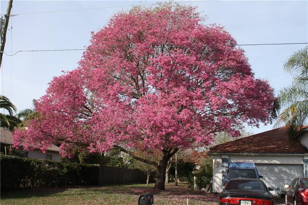 3827 REDWOOD DRIVE, LAND O LAKES, Florida 34639, 5 Bedrooms Bedrooms, 10 Rooms Rooms,3 BathroomsBathrooms,Residential,For sale,REDWOOD,T2928126