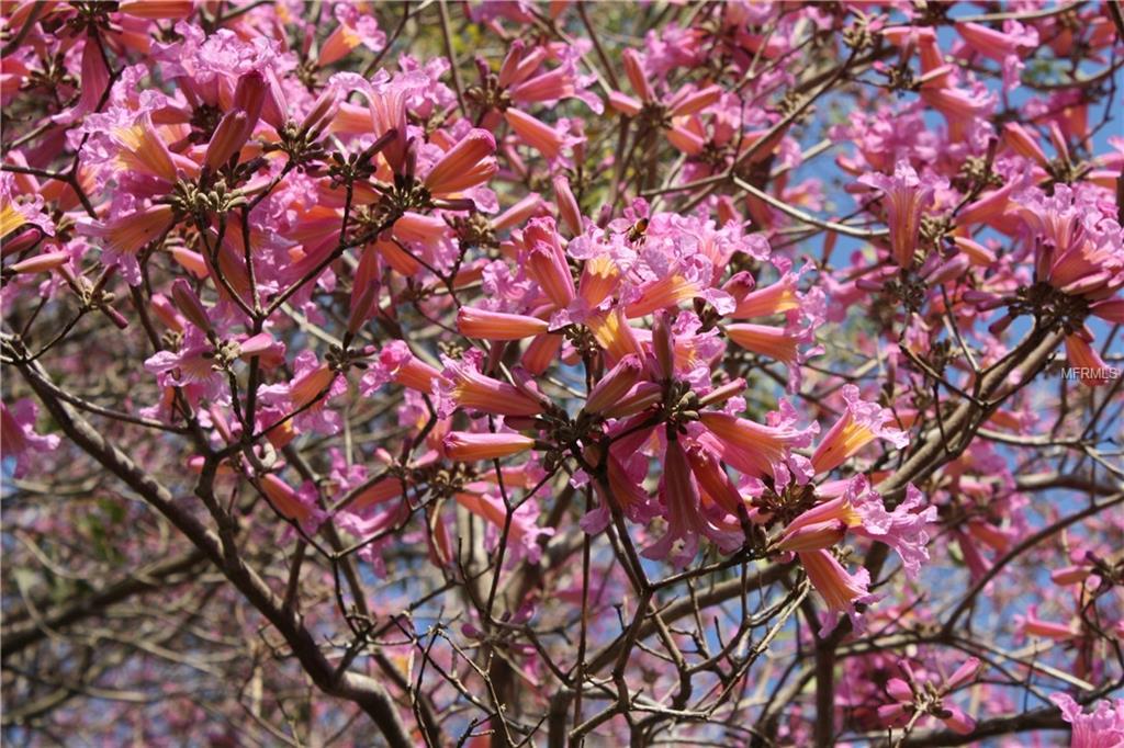 3827 REDWOOD DRIVE, LAND O LAKES, Florida 34639, 5 Bedrooms Bedrooms, 10 Rooms Rooms,3 BathroomsBathrooms,Residential,For sale,REDWOOD,T2928126