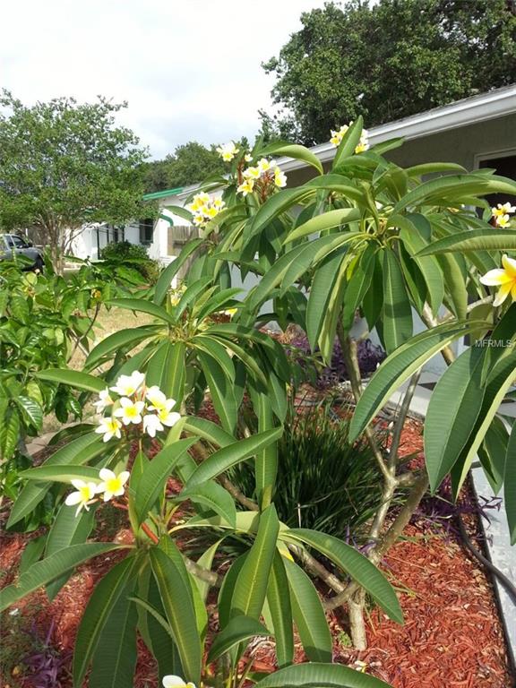 1095 MARY JANE LANE, DUNEDIN, Florida 34698, 3 Bedrooms Bedrooms, 3 Rooms Rooms,2 BathroomsBathrooms,Residential,For sale,MARY JANE,U7846345