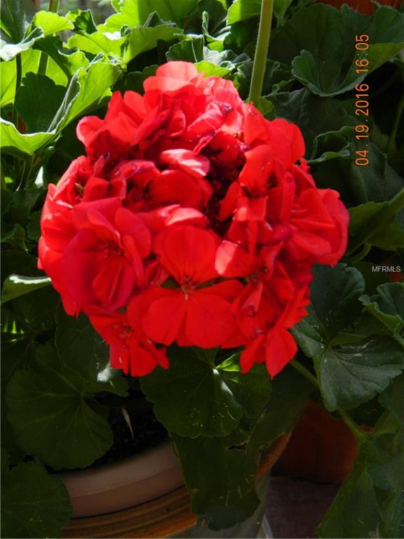 1009 CABOT STREET, PORT CHARLOTTE, Florida 33953, 3 Bedrooms Bedrooms, 9 Rooms Rooms,2 BathroomsBathrooms,Residential,For sale,CABOT,C7248977