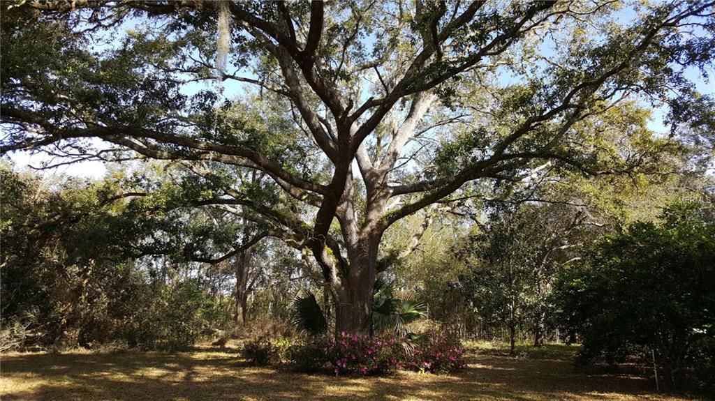 37200 CHERRY LAKE ROAD, FRUITLAND PARK, Florida 34731, 3 Bedrooms Bedrooms, 6 Rooms Rooms,2 BathroomsBathrooms,Residential,For sale,CHERRY LAKE,G4852706